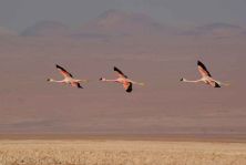 pink squadron.jpg